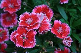 Sweet William F2 Mix-Flower Seeds - Image 4