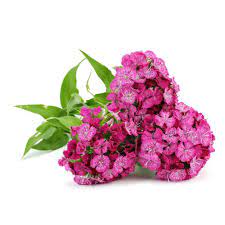 Sweet William F2 Mix-Flower Seeds - Image 3