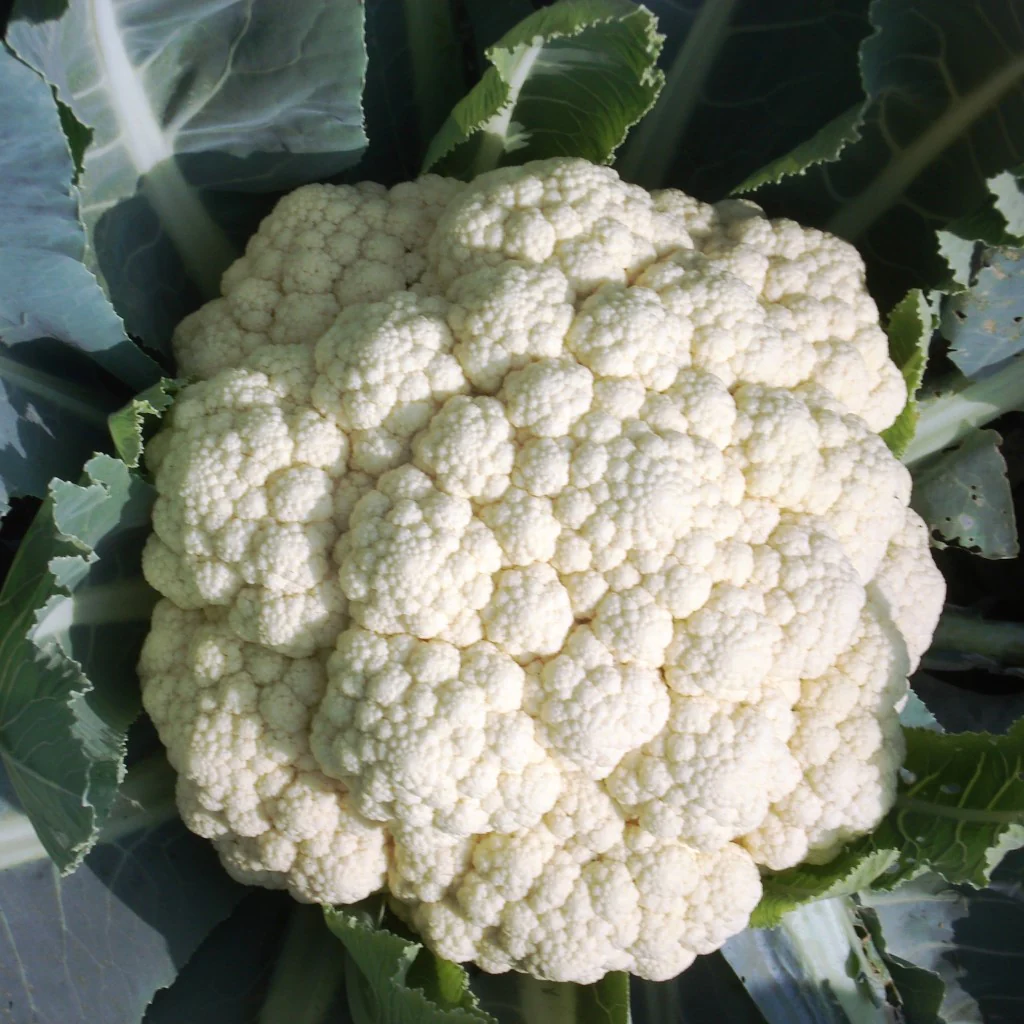Cauliflower Seeds F-1 Hybrid US-3333 - Image 2