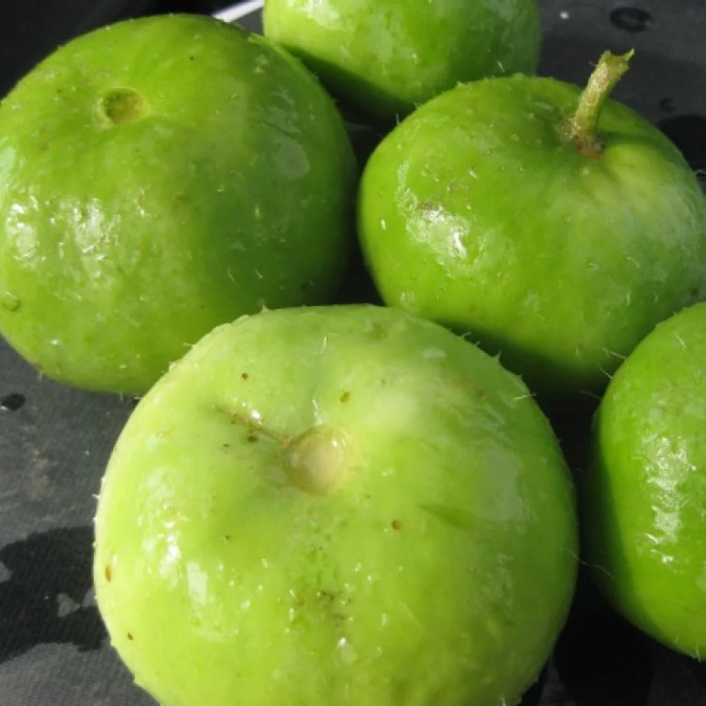 Tinda Seeds Navneet (Round Gourd) - Vegetable Seeds - Image 3