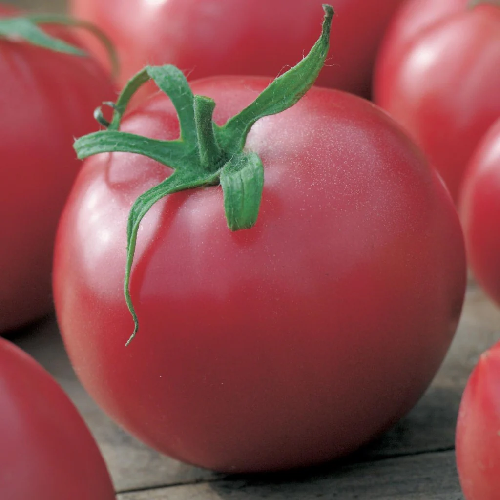 Tomato Seeds US-22 (Determinate) - Image 2