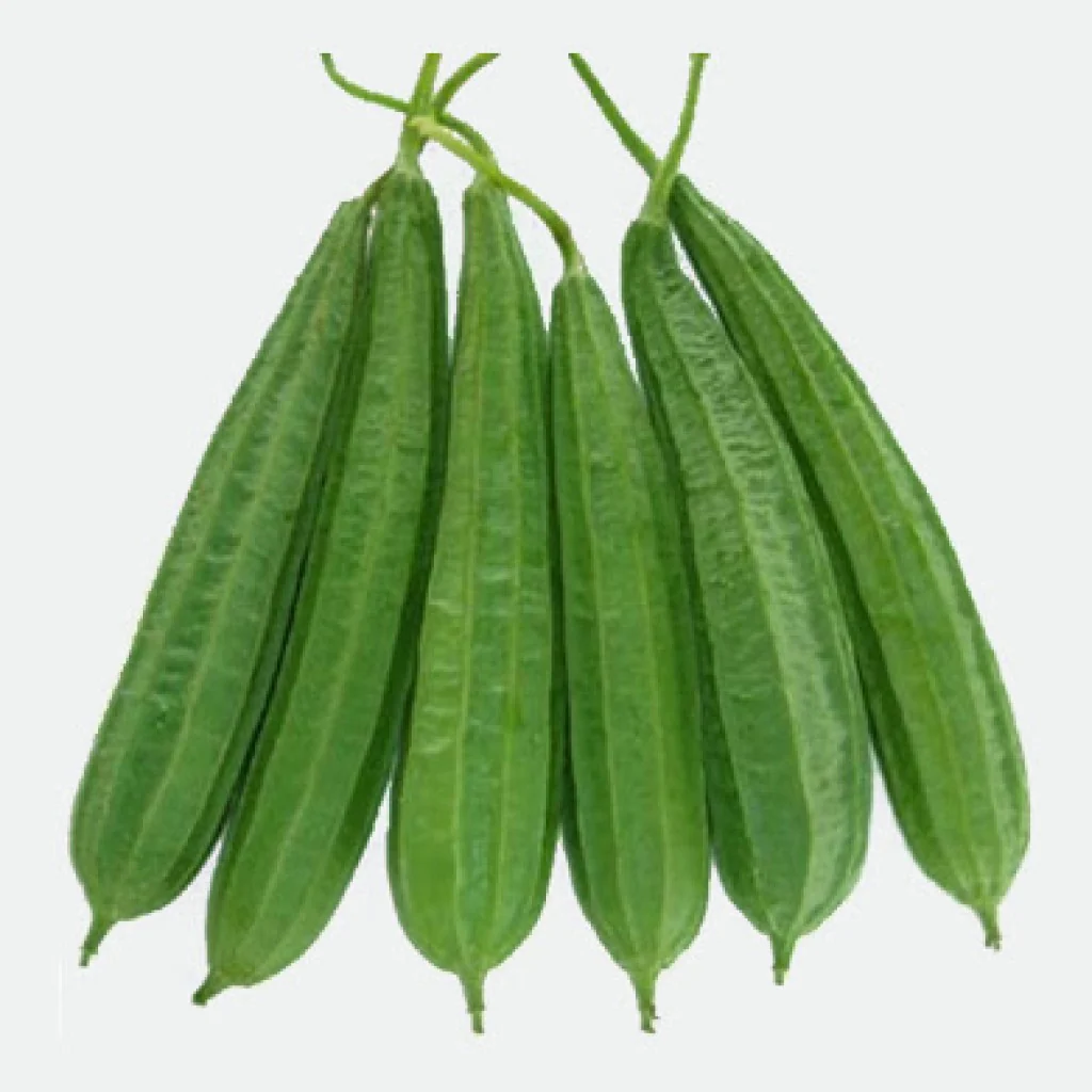 Ridge Gourd Seeds F-1 Hybrid US-472 (Light Green) - Image 2