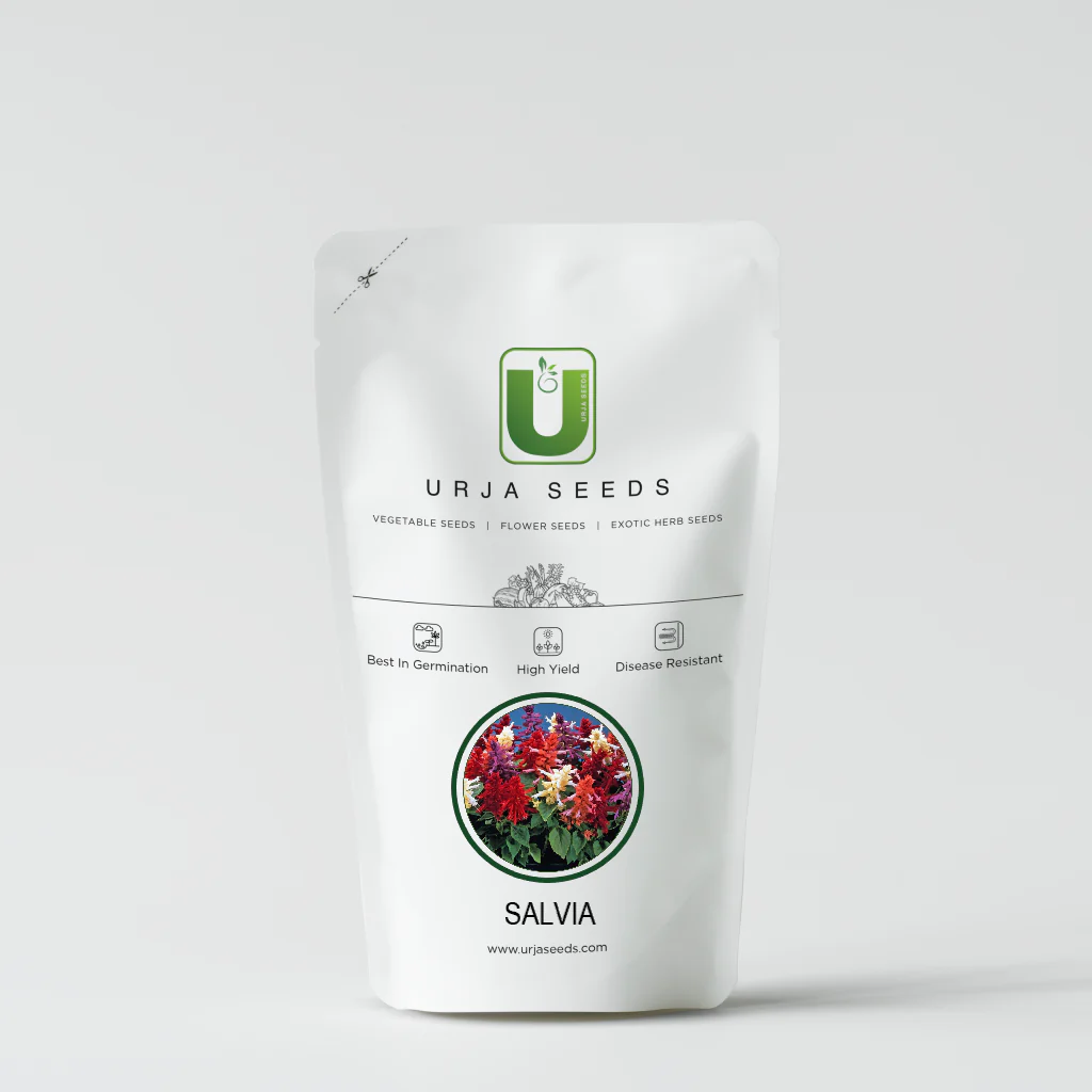Salvia Dwarf Reddy Formula Mixed (Hybrid) - Image 2