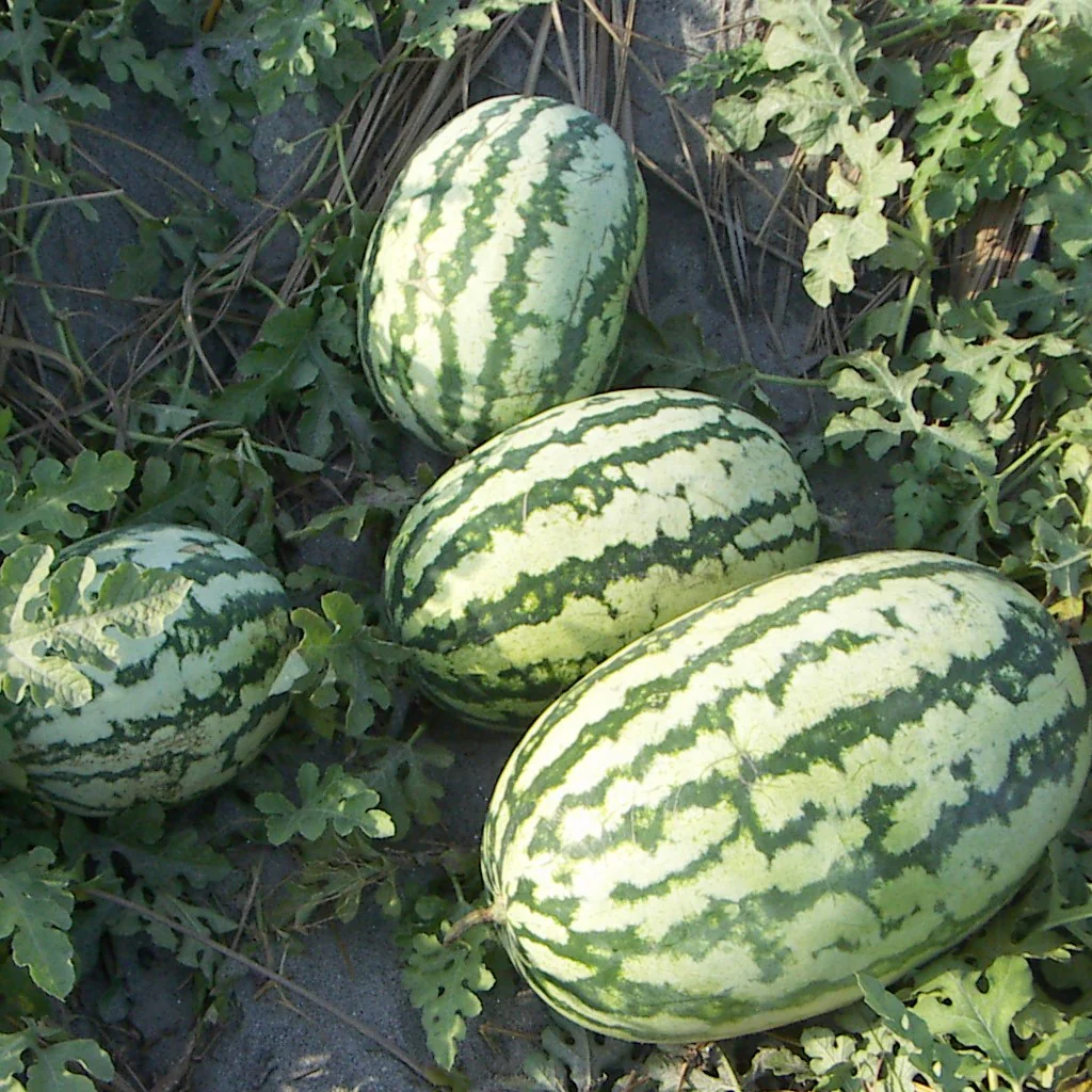 Watermelon Seeds F-1 Hybrid US-777 Striped (Indian) - Image 2